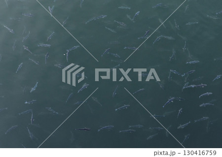 Top-down view capturing a group of fish in clear, calm waters 130416759