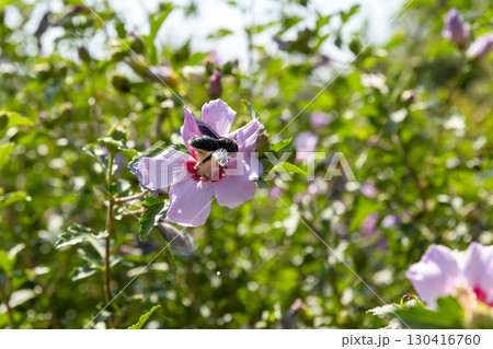 Carpenter bee. Beautiful scene of a bee collecting nectar from a purple flower 130416760