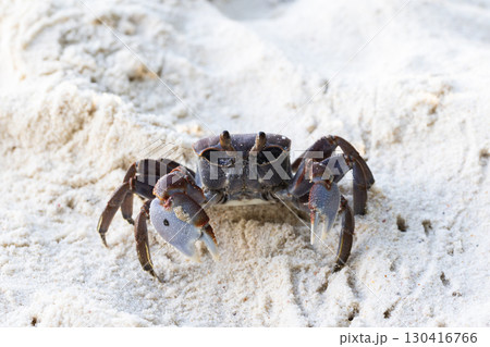 A detailed view of a crab on a sandy beach, highlighting its unique features A detailed view of a crab on a sandy beach, highlighting its unique features 130416766