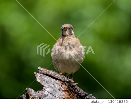 木にとまるムクドリ 木にとまるムクドリ 130416886