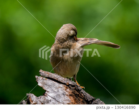 木にとまるムクドリ 木にとまるムクドリ 130416890