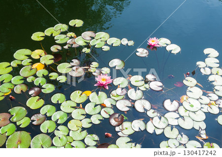 water lily in the pond on a bright sunny day water lily in the pond on a bright sunny day 130417242
