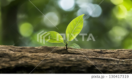 Small plant thriving from a decaying log, surrounded by a soft, blurred green bokeh background, symbolizing rebirth, ecological balance, and the importance of environmental conservation Small plant thriving from a decaying log, surrounded by a soft, blurred green bokeh background, symbolizing rebirth, ecological balance, and the importance of environmental conservation 130417319