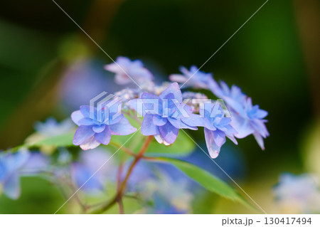 ヤマアジサイ 130417494