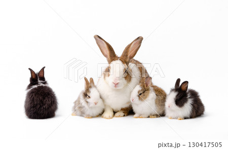 Mother rabbit and four newborn bunnies on white background Mother rabbit and four newborn bunnies on white background 130417505