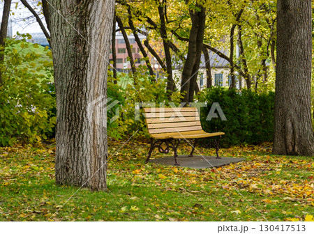 Wooden bench under tall trees in park during autumn. Fallen yellow leaves cover grass 130417513