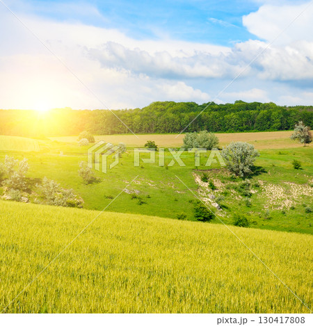 Rolling Hills and Wheat Fields. Golden Light over a Rural Landscape Rolling Hills and Wheat Fields. Golden Light over a Rural Landscape 130417808