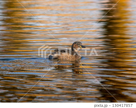 池を泳ぐカイツブリ 130417857