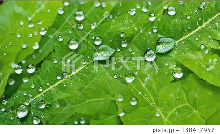 葉の表面に輝く無数の水滴と清涼感あふれる緑の背景 130417957