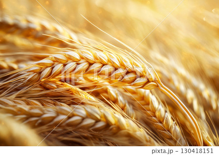 Close up of golden ripe wheat ears bathed in bright sunlight within a vast field. Warm natural light highlights the abundant grain crop ready for harvest. 130418151