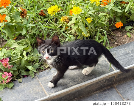 Black kitten with white paws walks near flowers in garden setting. Exploration, innocence and domestic companionship captured in outdoor nature scene with curious presence. Black kitten with white paws walks near flowers in garden setting. Exploration, innocence and domestic companionship captured in outdoor nature scene with curious presence. 130418278