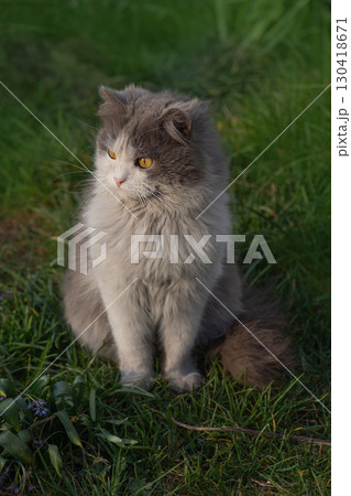 Cat resting in long grass on summer day. Adult domestic cat sitting in grass. 130418671