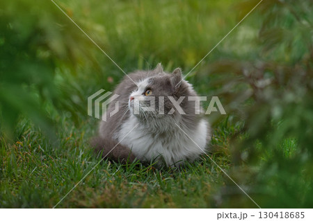 Outdoor cats physical activity in the garden. Outdoor cats photo. Outdoor cats physical activity in the garden. Outdoor cats photo. 130418685