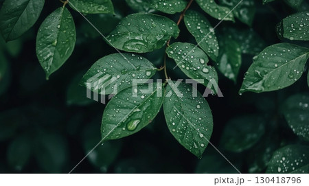 Sparkling water droplets clinging to lush green leaves evoke the tranquility and beauty of nature after a refreshing rain shower, creating a captivating scene of vibrant life 130418796