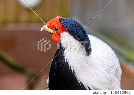 【#動物園】ハッカン 【#動物園】ハッカン 130418968