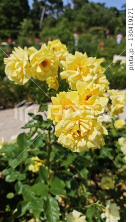 Bright yellow roses blooming in a garden under the summer sun 130419271