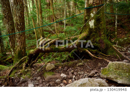 根っこで立っている様な姿の木 130419948