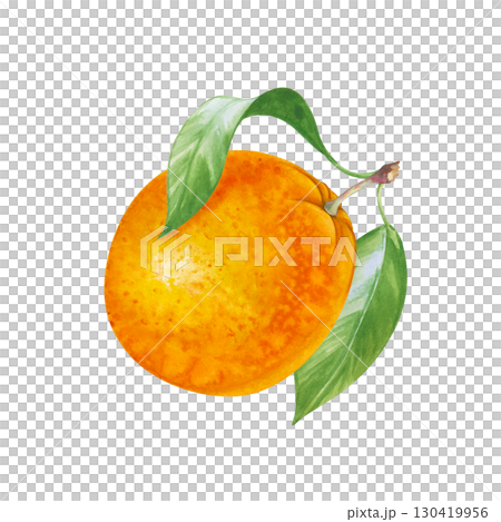 Bright round orange with green leaves, hand-drawn. Watercolor illustration of a juicy fruit isolated on a white background. Proper nutrition. Gardening. Clipart. 130419956