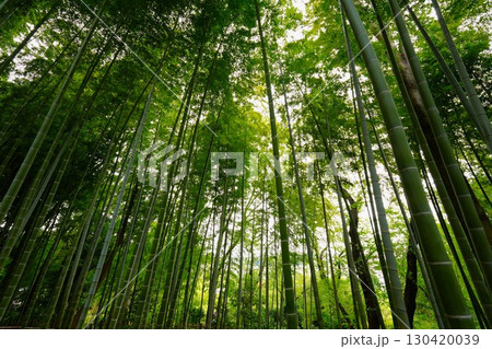 竹林を見上げる 竹林を見上げる 130420039