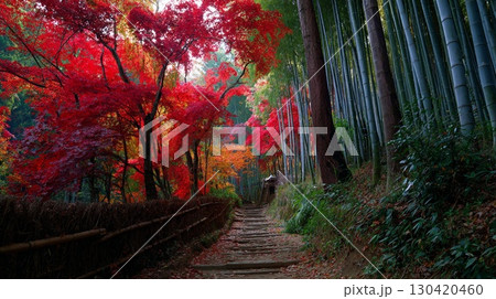 紅葉と竹林のコントラストが美しい日本の秋の道|もみじ、竹、石段、秋、季節、風景 紅葉と竹林のコントラストが美しい日本の秋の道|もみじ、竹、石段、秋、季節、風景 130420460