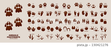 Animals footprint. Silhouette paw prints. Animal foot icon, bird feet track, hoofed feet, amphibian trail, domestic pets, mammal, nature wildlife trace on ground. Vector set 130421276