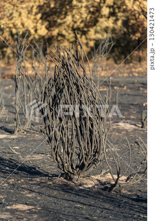 Aftermath of a Wildfire in a Burnt Forest Aftermath of a Wildfire in a Burnt Forest 130421473