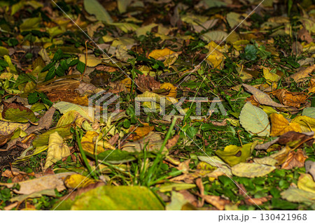 Background of autumn leaves fallen to the ground from trees Background of autumn leaves fallen to the ground from trees 130421968