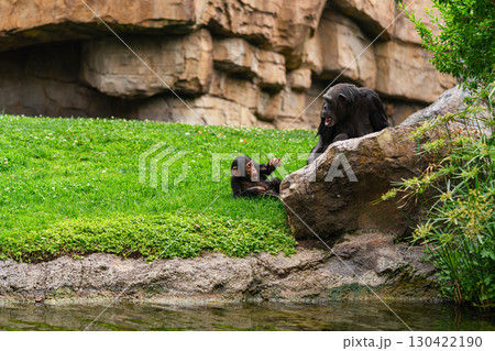 Mother and Baby Chimpanzee Interacting in Rocky Habitat Mother and Baby Chimpanzee Interacting in Rocky Habitat 130422190