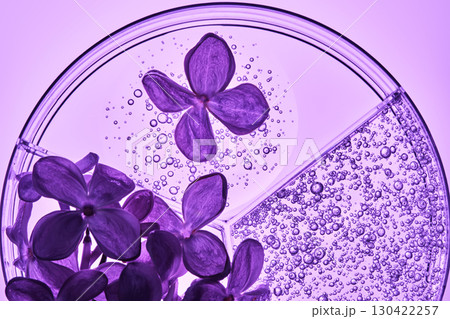 Three-piece petri dish with lilac flowers and whey texture. Three-piece petri dish with lilac flowers and whey texture. 130422257