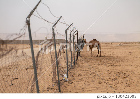 Camel Close-Up in Saudi Arabia Desert Farm 130423005