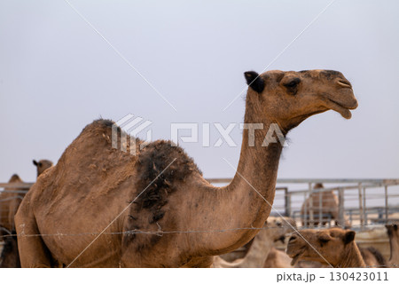 Camel Close-Up in Saudi Arabia Desert Farm 130423011