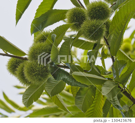 Chestnut Branch with Green Spiky Shells 130423676