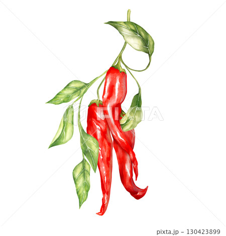 Hand-drawn illustration featuring a cluster of red chili peppers with green leaves on a branch 130423899