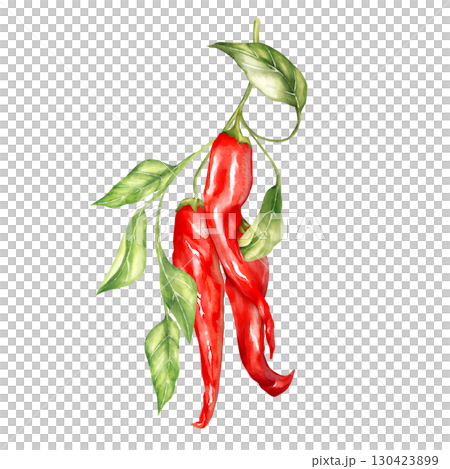 Hand-drawn illustration featuring a cluster of red chili peppers with green leaves on a branch Hand-drawn illustration featuring a cluster of red chili peppers with green leaves on a branch 130423899