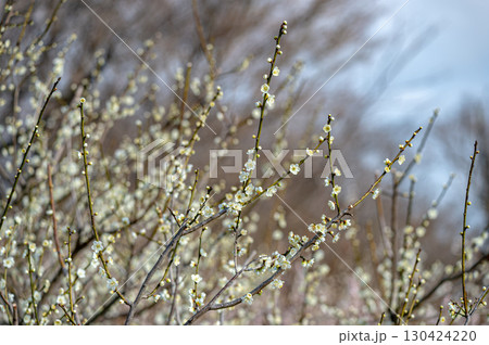 朝日を浴びて輝く梅の花 130424220