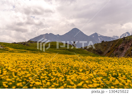 Mountains Flowers Meadow: Blooming yellow flowers adorn mountainside meadows, a summer scenic landscape under cloudy skies. 130425022