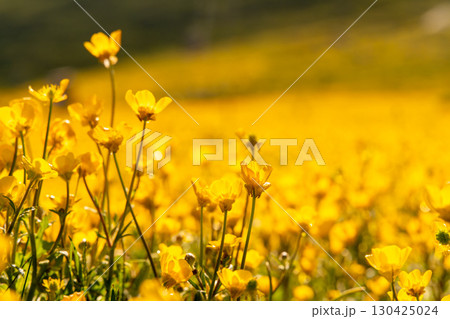 Flowers Field Buttercups bloom brightly in daytime during springtime for pollination in meadow. 130425024