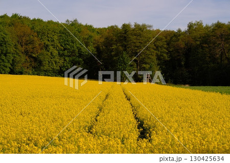 yellow rapeseed field in spring 130425634