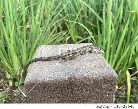 四角いブロックに乗るニホンカナヘビ 130425643