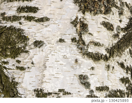 The birch bark texture or background. Macro shot is made by means of stacking technology trunk. Texture made of birch tree bark. Beautiful birch trunk background. Conceptual image. Peaceful nature. 130425893