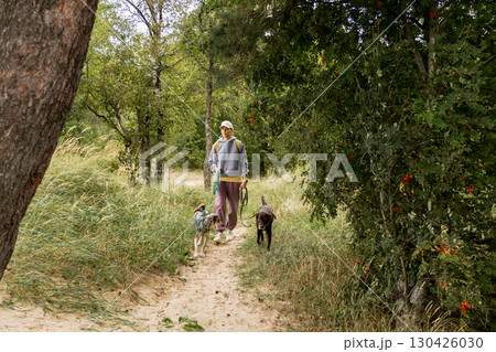 person walks two dogs on path in forest or park. Pet training with handler, professional dog walker. 130426030