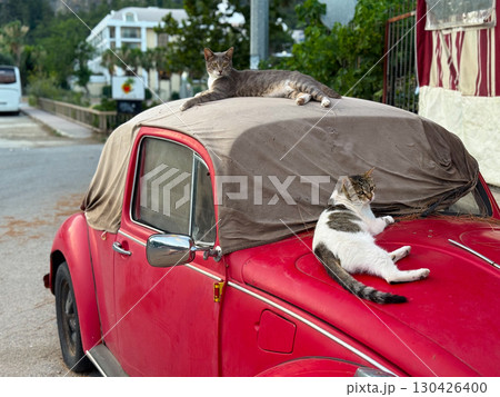 Two cats resting on an old red car. Relaxation, comfort, and street animal life in an urban neighborhood. 130426400