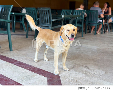 Golden dog with blue collar standing near tables and people indoors. Domestic pet, leisure and companionship represented through animal presence, family and lifestyle. 130426455