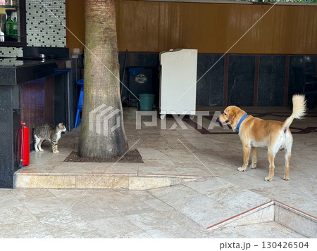 Dog standing face to face with cat beside a fire extinguisher outdoors. Animal interaction, lifestyle and behavior represented through confrontation, curiosity and instinct. Dog standing face to face with cat beside a fire extinguisher outdoors. Animal interaction, lifestyle and behavior represented through confrontation, curiosity and instinct. 130426504