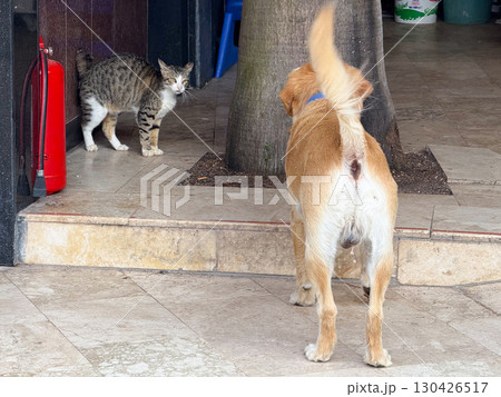 Dog facing a cat near a tree in an outdoor tiled area. Animal interaction, behavior and lifestyle represented through confrontation, curiosity and companionship. Dog facing a cat near a tree in an outdoor tiled area. Animal interaction, behavior and lifestyle represented through confrontation, curiosity and companionship. 130426517