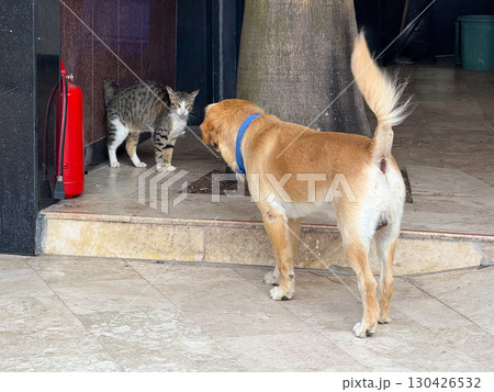Dog standing face to face with cat beside a fire extinguisher outdoors. Animal interaction, lifestyle and behavior represented through confrontation, curiosity and instinct. Dog standing face to face with cat beside a fire extinguisher outdoors. Animal interaction, lifestyle and behavior represented through confrontation, curiosity and instinct. 130426532