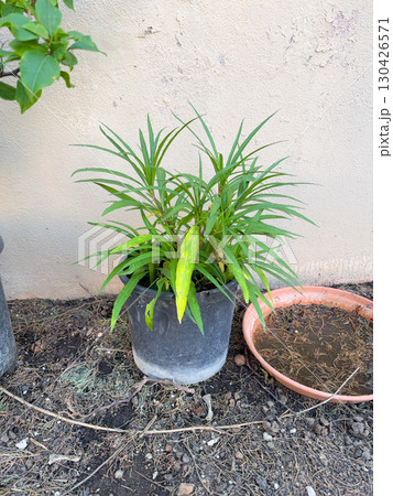 Green plant with long narrow leaves growing in a black pot outdoors. Gardening, ecology and cultivation represented through nature, lifestyle and outdoor decoration. 130426571