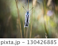 Newly emerged Chalkhill Blue butterfly 130426885