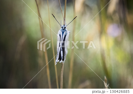 Newly emerged Chalkhill Blue butterfly 130426885