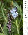 Chalkhill Blue butterfly perched at top of purple flower 130426886